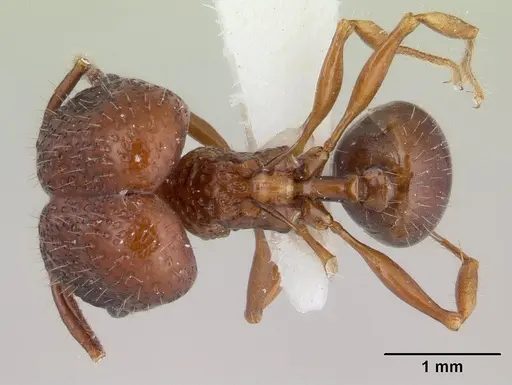 Acanthomyrmex basispinosus specimen
