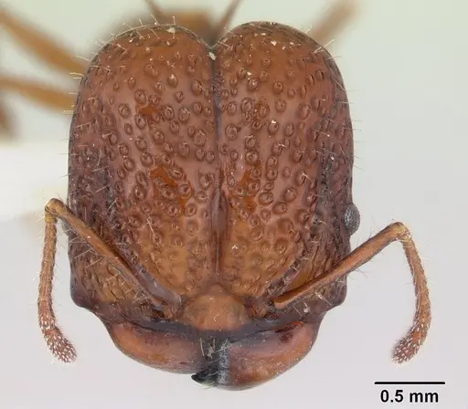 Acanthomyrmex basispinosus specimen