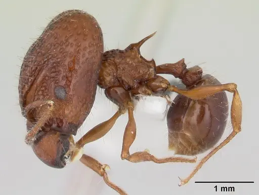 Acanthomyrmex basispinosus specimen