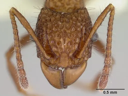 Acanthomyrmex basispinosus - CASENT0178575