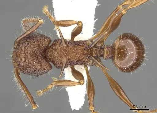Acanthomyrmex basispinosus - CASENT0901702