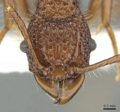 Acanthomyrmex basispinosus - CASENT0901702