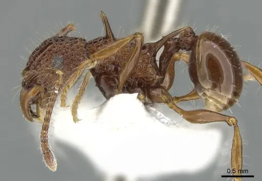 Acanthomyrmex basispinosus - CASENT0901702