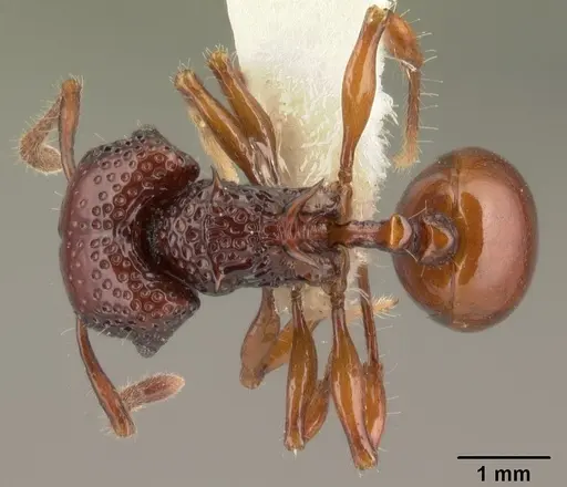 Acanthomyrmex concavus specimen