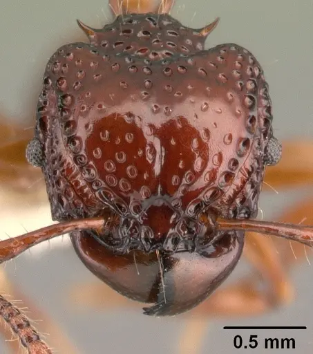 Acanthomyrmex concavus specimen