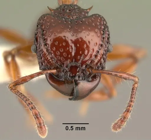 Acanthomyrmex concavus specimen