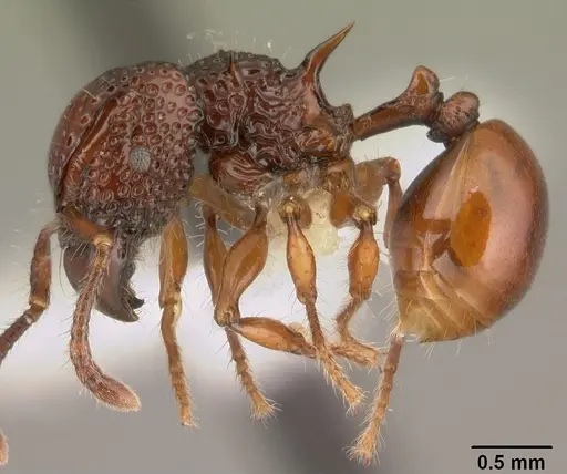 Acanthomyrmex concavus - CASENT0101061