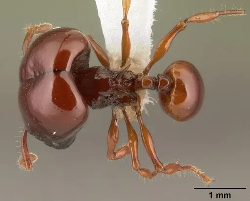 Acanthomyrmex concavus - CASENT0101062