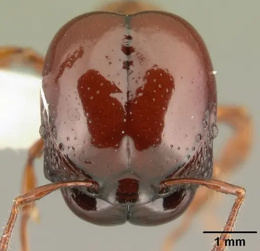 Acanthomyrmex concavus - CASENT0101062