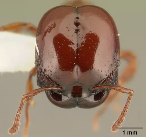 Acanthomyrmex concavus - CASENT0101062