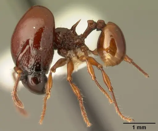Acanthomyrmex concavus - CASENT0101062