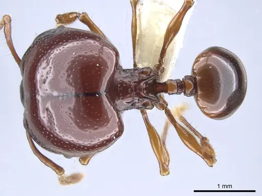 Acanthomyrmex concavus - CASENT0634195