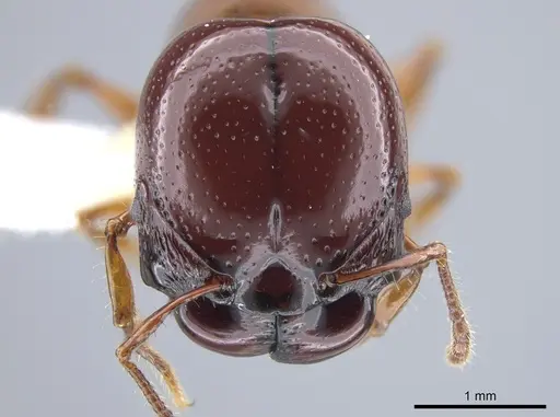 Acanthomyrmex concavus - CASENT0634195