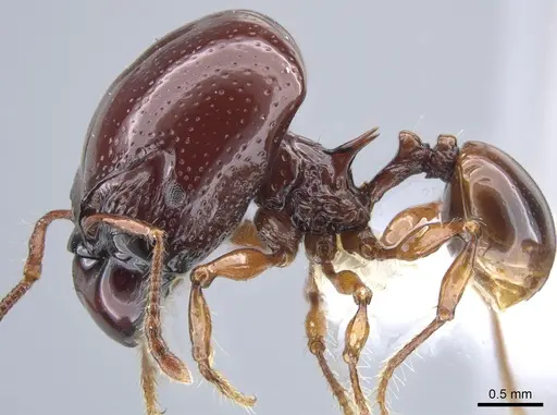 Acanthomyrmex concavus - CASENT0634195