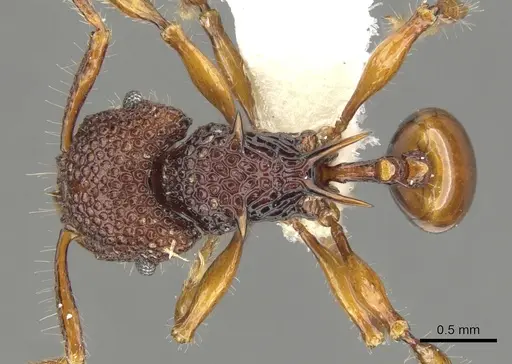 Acanthomyrmex concavus - CASENT0901700