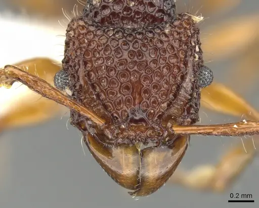 Acanthomyrmex concavus - CASENT0901700