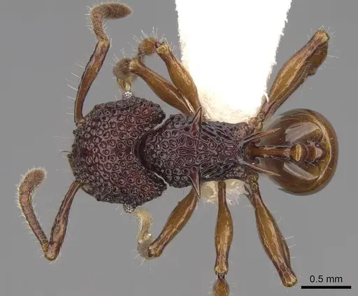 Acanthomyrmex concavus - CASENT0922952