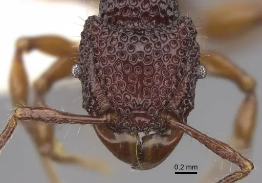 Acanthomyrmex concavus - CASENT0922952