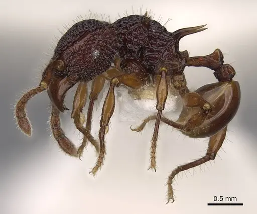 Acanthomyrmex concavus - CASENT0922952