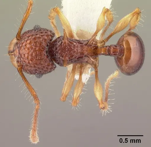 Acanthomyrmex crassispinus specimen