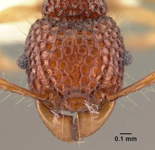 Acanthomyrmex crassispinus specimen
