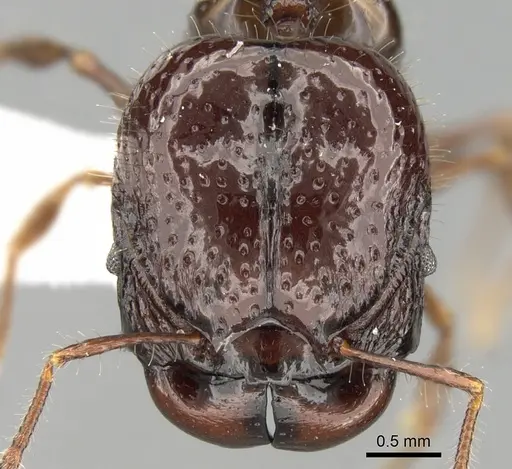 Acanthomyrmex dusun specimen