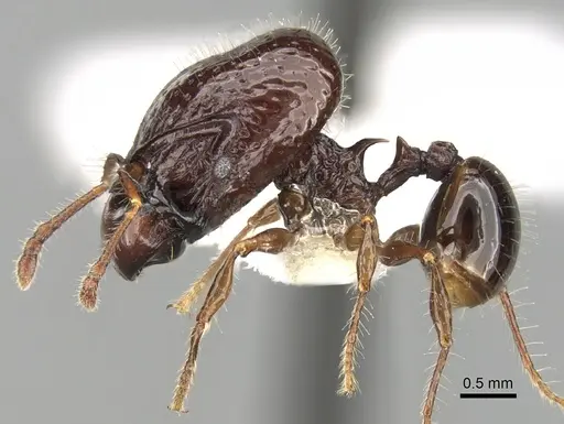 Acanthomyrmex dusun specimen