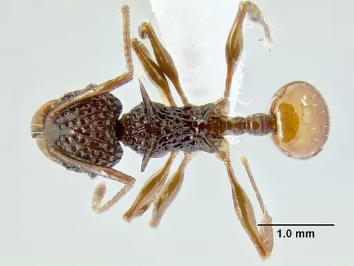 Acanthomyrmex ferox specimen