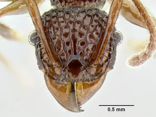 Acanthomyrmex ferox specimen