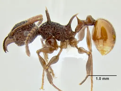 Acanthomyrmex ferox specimen