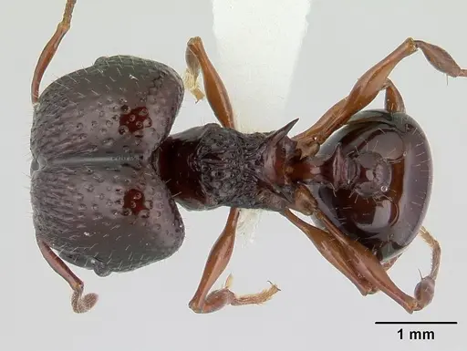 Acanthomyrmex ferox - CASENT0178570