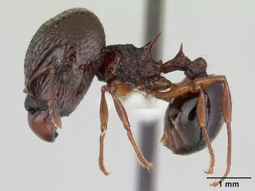 Acanthomyrmex ferox - CASENT0178570