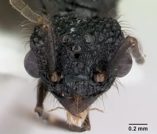 Acanthomyrmex ferox - CASENT0178571