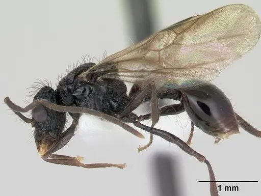 Acanthomyrmex ferox - CASENT0178571