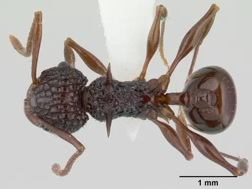 Acanthomyrmex ferox - CASENT0178572