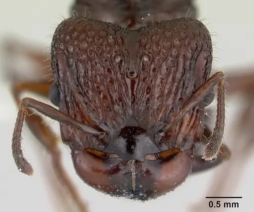 Acanthomyrmex ferox - CASENT0178573