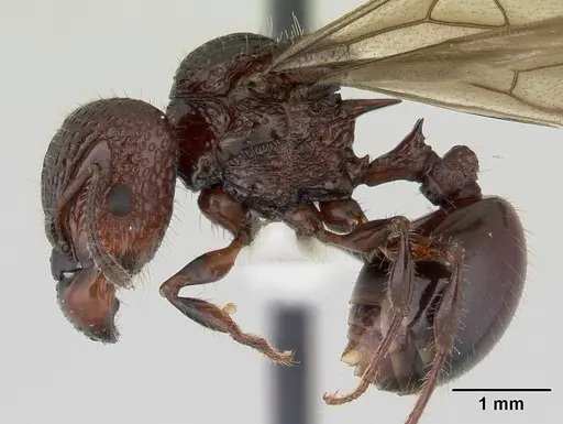Acanthomyrmex ferox - CASENT0178573