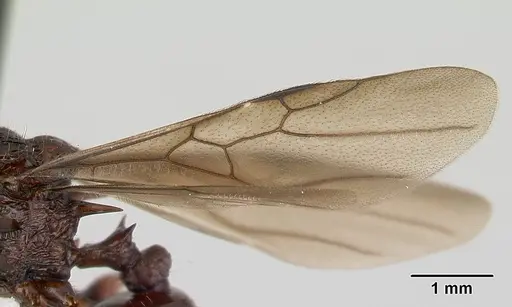 Acanthomyrmex ferox - CASENT0178573