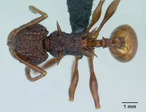 Acanthomyrmex ferox - CASENT0179619