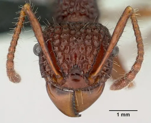 Acanthomyrmex ferox - CASENT0179619