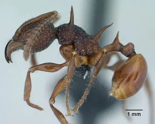 Acanthomyrmex ferox - CASENT0179619