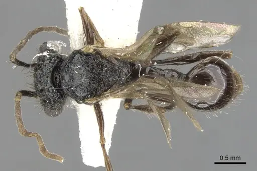 Acanthomyrmex ferox - CASENT0901705