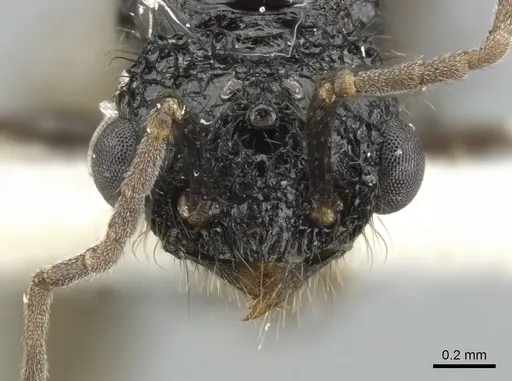 Acanthomyrmex ferox - CASENT0901705