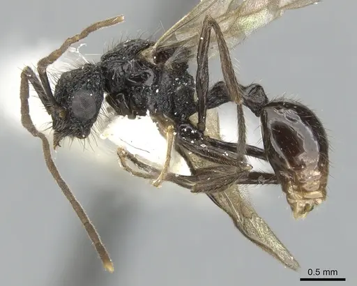 Acanthomyrmex ferox - CASENT0901705