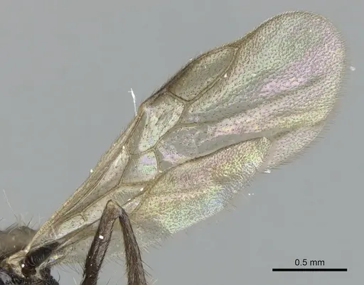 Acanthomyrmex ferox - CASENT0901705