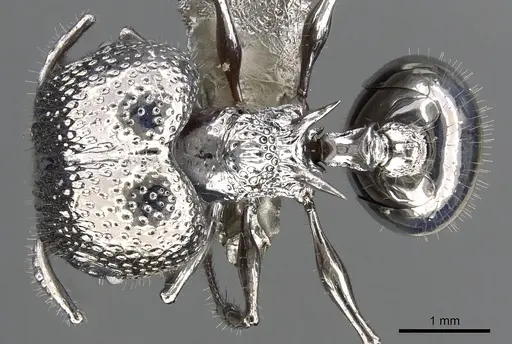 Acanthomyrmex ferox - CASENT0901787