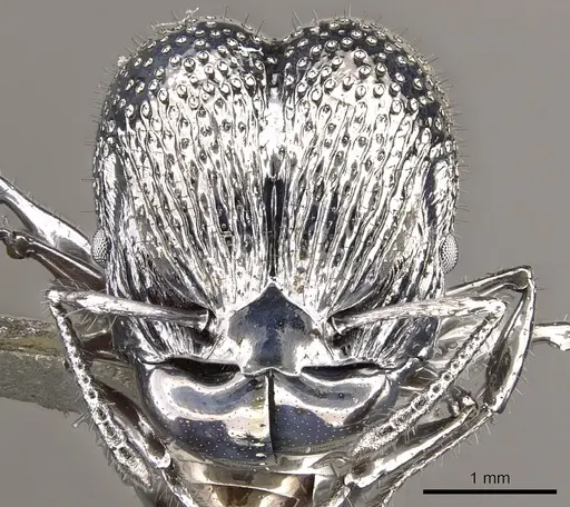 Acanthomyrmex ferox - CASENT0901787