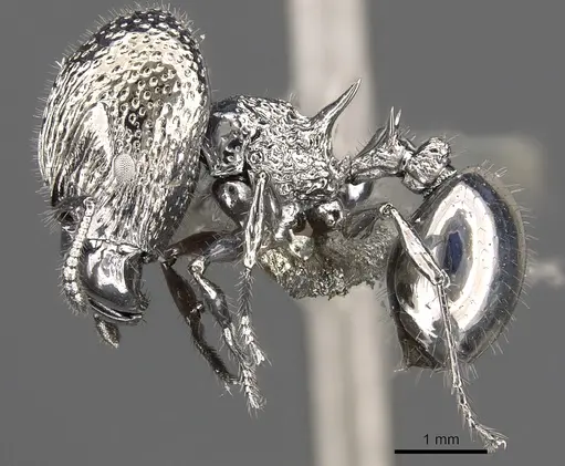 Acanthomyrmex ferox - CASENT0901787