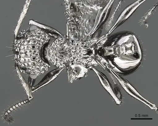 Acanthomyrmex ferox - CASENT0901788