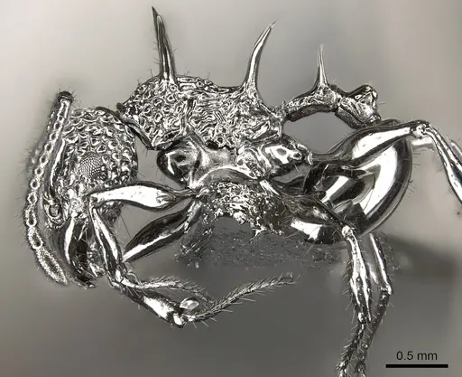 Acanthomyrmex ferox - CASENT0901788